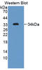 Filamin A antibody, LS-C372913, Lifespan Biosciences, Western Blot image 