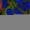Fortilin antibody, HPA039437, Atlas Antibodies, Immunocytochemistry image 