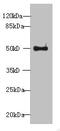 WD Repeat Domain 37 antibody, CSB-PA897530LA01HU, Cusabio, Western Blot image 