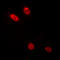 MYB Proto-Oncogene, Transcription Factor antibody, LS-B14085, Lifespan Biosciences, Immunofluorescence image 