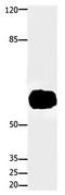 KIAA1041 antibody, orb107511, Biorbyt, Western Blot image 