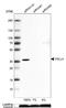 Vestigial Like Family Member 4 antibody, NBP1-81543, Novus Biologicals, Western Blot image 