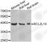 BCL2 Like 14 antibody, A6478, ABclonal Technology, Western Blot image 