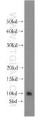 Brain Expressed X-Linked 2 antibody, 12390-1-AP, Proteintech Group, Western Blot image 