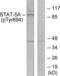 Signal Transducer And Activator Of Transcription 5A antibody, LS-C117485, Lifespan Biosciences, Western Blot image 