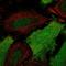 NCOA1 antibody, HPA070213, Atlas Antibodies, Immunofluorescence image 