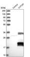 Friend of PRMT1 protein antibody, PA5-55929, Invitrogen Antibodies, Western Blot image 