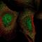 Lactamase Beta 2 antibody, PA5-65757, Invitrogen Antibodies, Immunofluorescence image 