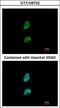 Proteasome Activator Subunit 3 antibody, LS-C185832, Lifespan Biosciences, Immunocytochemistry image 