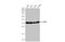 Pyrophosphatase (Inorganic) 1 antibody, GTX111031, GeneTex, Western Blot image 