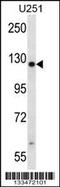 Tetratricopeptide Repeat Domain 13 antibody, 57-194, ProSci, Western Blot image 