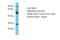 Solute Carrier Family 13 Member 5 antibody, PA5-42526, Invitrogen Antibodies, Western Blot image 