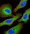 TSC Complex Subunit 2 antibody, GTX81899, GeneTex, Immunofluorescence image 