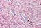 Tripartite motif-containing protein 5 antibody, MBS240305, MyBioSource, Immunohistochemistry frozen image 