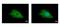 Polyphosphoinositide phosphatase antibody, GTX110048, GeneTex, Immunofluorescence image 
