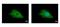 FIG4 Phosphoinositide 5-Phosphatase antibody, GTX110048, GeneTex, Immunofluorescence image 