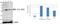 Mitogen-Activated Protein Kinase Kinase 4 antibody, A01725S80, Boster Biological Technology, Western Blot image 