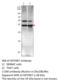 G Protein-Coupled Receptor 87 antibody, MBS540482, MyBioSource, Western Blot image 