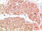 Phosphoinositide-3-Kinase Regulatory Subunit 1 antibody, STJ97786, St John