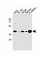HLA class I histocompatibility antigen, B-15 alpha chain antibody, A00194-1, Boster Biological Technology, Western Blot image 