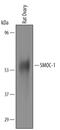 SPARC Related Modular Calcium Binding 1 antibody, PA5-47754, Invitrogen Antibodies, Western Blot image 
