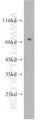 G Protein-Coupled Receptor 161 antibody, 13398-1-AP, Proteintech Group, Western Blot image 