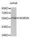 Hemogen antibody, STJ26897, St John