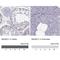 MAGE Family Member C1 antibody, NBP1-85397, Novus Biologicals, Immunohistochemistry paraffin image 