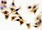 Isocitrate Dehydrogenase (NADP(+)) 1, Cytosolic antibody, PB9601, Boster Biological Technology, Immunocytochemistry image 
