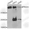 Protein Kinase, DNA-Activated, Catalytic Subunit antibody, A1419, ABclonal Technology, Western Blot image 