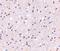 Calcium Dependent Secretion Activator antibody, NBP1-77324, Novus Biologicals, Immunohistochemistry paraffin image 