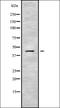Serpin Family B Member 10 antibody, orb338690, Biorbyt, Western Blot image 