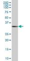 RAD51 Recombinase antibody, H00005888-B01P, Novus Biologicals, Western Blot image 