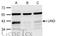 Uracil-DNA glycosylase antibody, GTX113860, GeneTex, Western Blot image 
