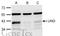 Uracil DNA Glycosylase antibody, GTX113860, GeneTex, Western Blot image 