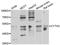 Cytohesin 2 antibody, abx005325, Abbexa, Western Blot image 