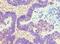 ATP Synthase F1 Subunit Beta antibody, LS-C375287, Lifespan Biosciences, Immunohistochemistry frozen image 