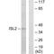 ISL LIM Homeobox 2 antibody, A10787, Boster Biological Technology, Western Blot image 