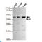 MutL Homolog 1 antibody, LS-C813052, Lifespan Biosciences, Western Blot image 