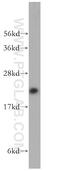 Molybdenum Cofactor Synthesis 2 antibody, 14416-1-AP, Proteintech Group, Western Blot image 