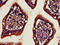 Dipeptidyl Peptidase 4 antibody, LS-C670033, Lifespan Biosciences, Immunohistochemistry paraffin image 