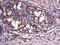 VAMP Associated Protein A antibody, NBP1-31237, Novus Biologicals, Immunohistochemistry frozen image 