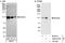 BCAS3 Microtubule Associated Cell Migration Factor antibody, A300-916A, Bethyl Labs, Immunoprecipitation image 