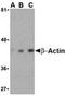 Beta-Actin antibody, ADI-905-733-100, Enzo Life Sciences, Western Blot image 