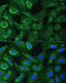 Eukaryotic Translation Initiation Factor 3 Subunit G antibody, 19-316, ProSci, Immunofluorescence image 