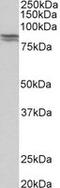 Cadherin 1 antibody, MBS422872, MyBioSource, Western Blot image 