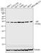 Aryl Hydrocarbon Receptor Interacting Protein antibody, GTX82866, GeneTex, Western Blot image 