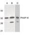 Acidic Nuclear Phosphoprotein 32 Family Member E antibody, orb86677, Biorbyt, Western Blot image 