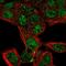 TCP-1 antibody, HPA053812, Atlas Antibodies, Immunofluorescence image 