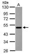 IKAROS Family Zinc Finger 3 antibody, NBP2-16938, Novus Biologicals, Western Blot image 